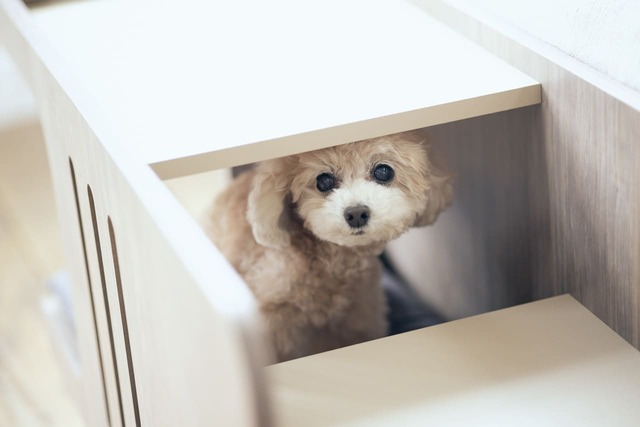 【フランスペット】「ペット ステップベンチ」