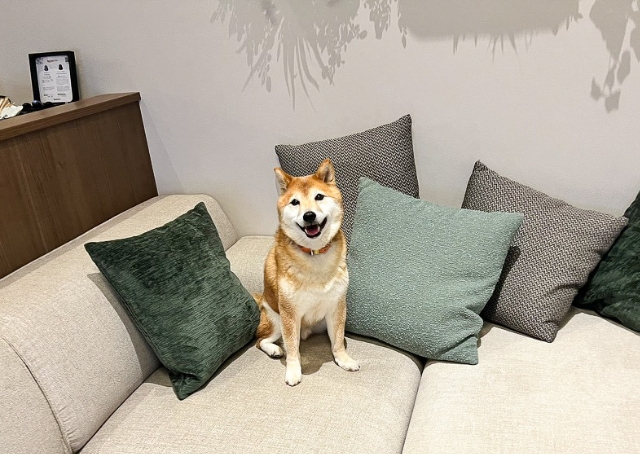 【Rakuten STAY FUJIMI TERRACE 箱根芦ノ湖】リビングのソファーは、飼い主と愛犬が一緒に使っても余裕の広さ