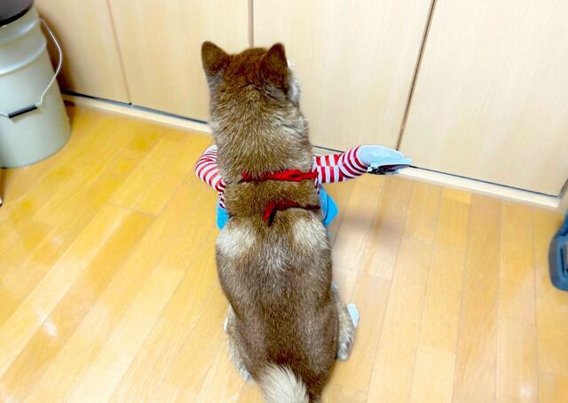 【犬用チャッキーコスチューム】リボンは長めなのでサイズを調整できる