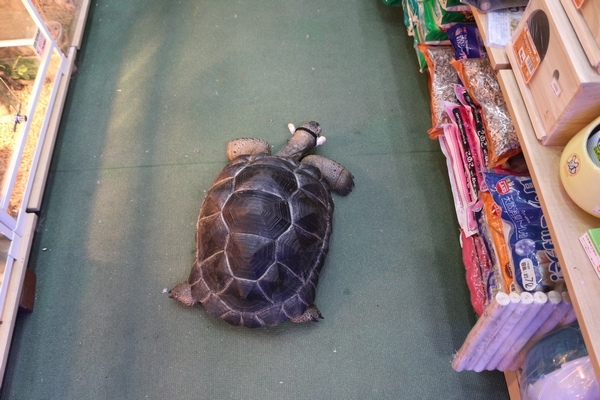 そのままどこかへ行きました