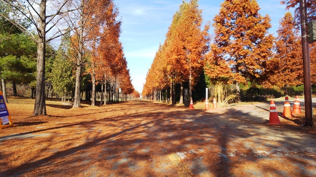 広大な敷地は紅葉がきれい。トッケビが降臨した公園【『トッケビ』ロケ地巡り】