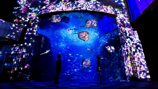 Flowers-and-Fish--Enoshima-Aquarium-Big-Sagami-Bay-Tank