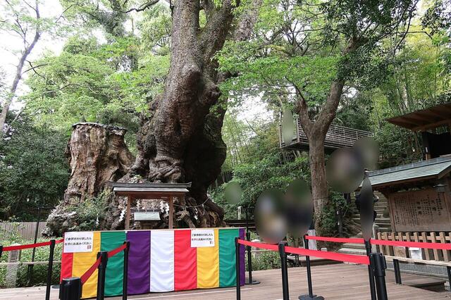來宮神社の大楠前で手を合わせたら右回りでまわりましょう
