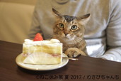 ねこ休み展 夏 2017