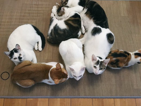 VISUMALで保護されている猫たち　