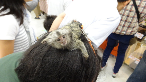 「東京レプタイルズワールド2014」に集まった動物たち