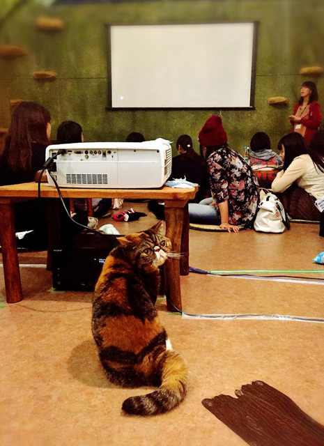 可愛くてキュンキュンする「吉祥寺ねこ祭り」の猫たち