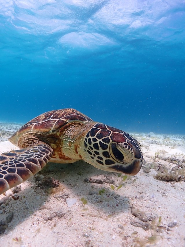 宮古島・八重干瀬で出会えるウミガメ