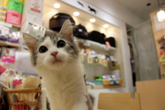 可愛くてキュンキュンする「吉祥寺ねこ祭り」の猫たち