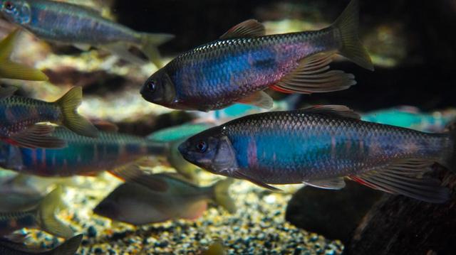 婚姻色が美しいオイカワ