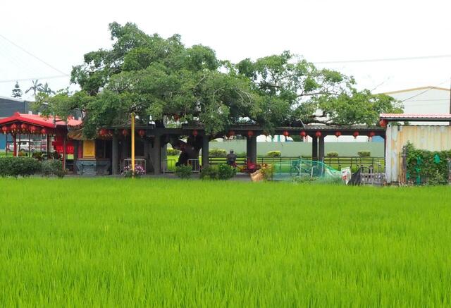 【台湾食べ歩きの旅 #6】羅東の早朝。川沿いに広がる田んぼの向こうに赤い廟が映える。ここは台湾東北部の宜蘭県。米やネギが美味しい