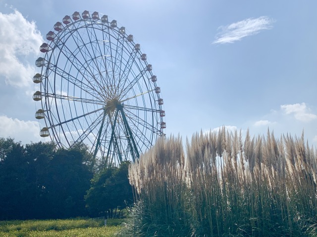 パンパスグラスと観覧車