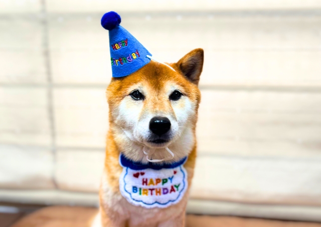 【SHEINペット用品】ミニサイズの帽子なので、大きめの子はお耳を入れるのも可愛くておすすめです