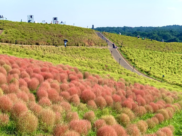 10月初旬の見晴らしの丘(取材時)