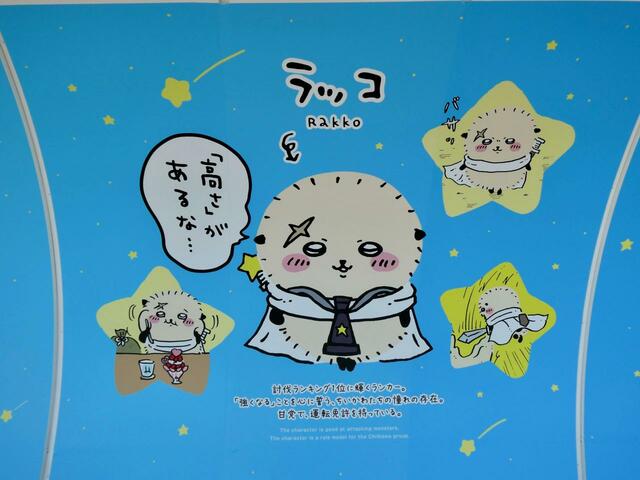 いつもかっこいいラッコもいます！首から下げている望遠鏡もカッコよさが増す要素になってますね♪