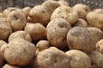 ジャガイモ