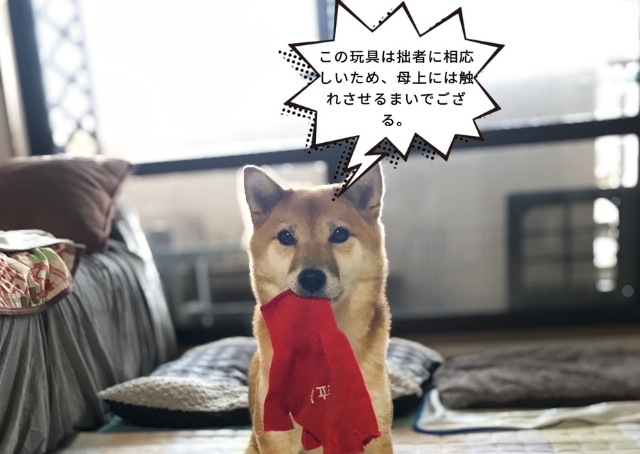 【ツイペット】傍若無人な武士になった愛犬は飼い主に厳しいですね