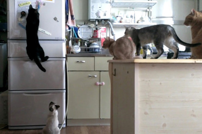 猫 思わず応援したくなる 猫たちのかわいいチャレンジ行動集 動画 1 3 Mimot ミモット 猫 思わず応援したくなる 猫たちのかわいいチャレンジ行動集 動画 1 3 Mimot ミモット
