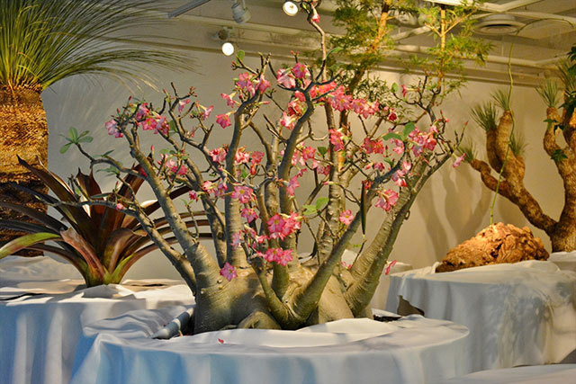 「ウルトラ植物博覧会」で展示されている植物たち