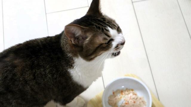 【スープストックトーキョー 猫のためのスープ 】にんじんを食べて少し驚いた様子