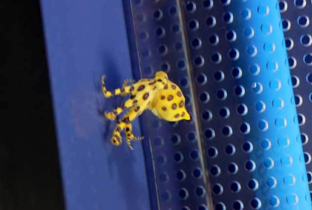 ヒョウモンダコ