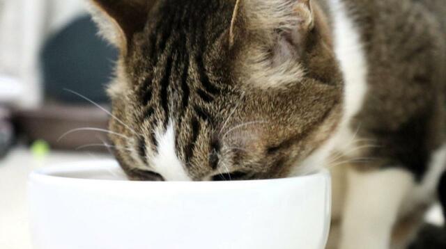 【スープストックトーキョー 猫のためのスープ 】おいしそうに食べるけど顔が見えない！