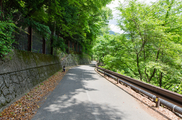 舗装路で歩きやすい｜「夢の吊り橋」散策ルート：寸又峡プロムナード