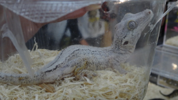 「東京レプタイルズワールド2014」に集まった動物たち