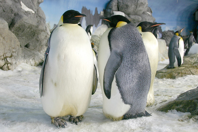 ・ペンギン目ペンギン科《エンペラーペンギン》南極大陸の周辺<br/> [解説] 最も大きなペンギンで、全長100～130cm。毎年秋になると海から上がり、氷の上を歩いて繁殖地に移動。メスは真冬の氷原で卵を一つ産むと、すぐにエサを求めて海へ。卵はオスが足の上にのせ立ったまま約60日間温め続ける。メスはヒナがかえる頃戻り、胃にためた魚を与える。オスはようやくエサを探しに行けるが、遠い道のりの途中、力尽きてしまうことも。 写真提供：アドベンチャーワールド