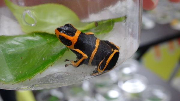 「東京レプタイルズワールド2014」に集まった動物たち