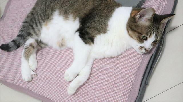 【ニトリ ペット用クッション】完全に油断している寝顔