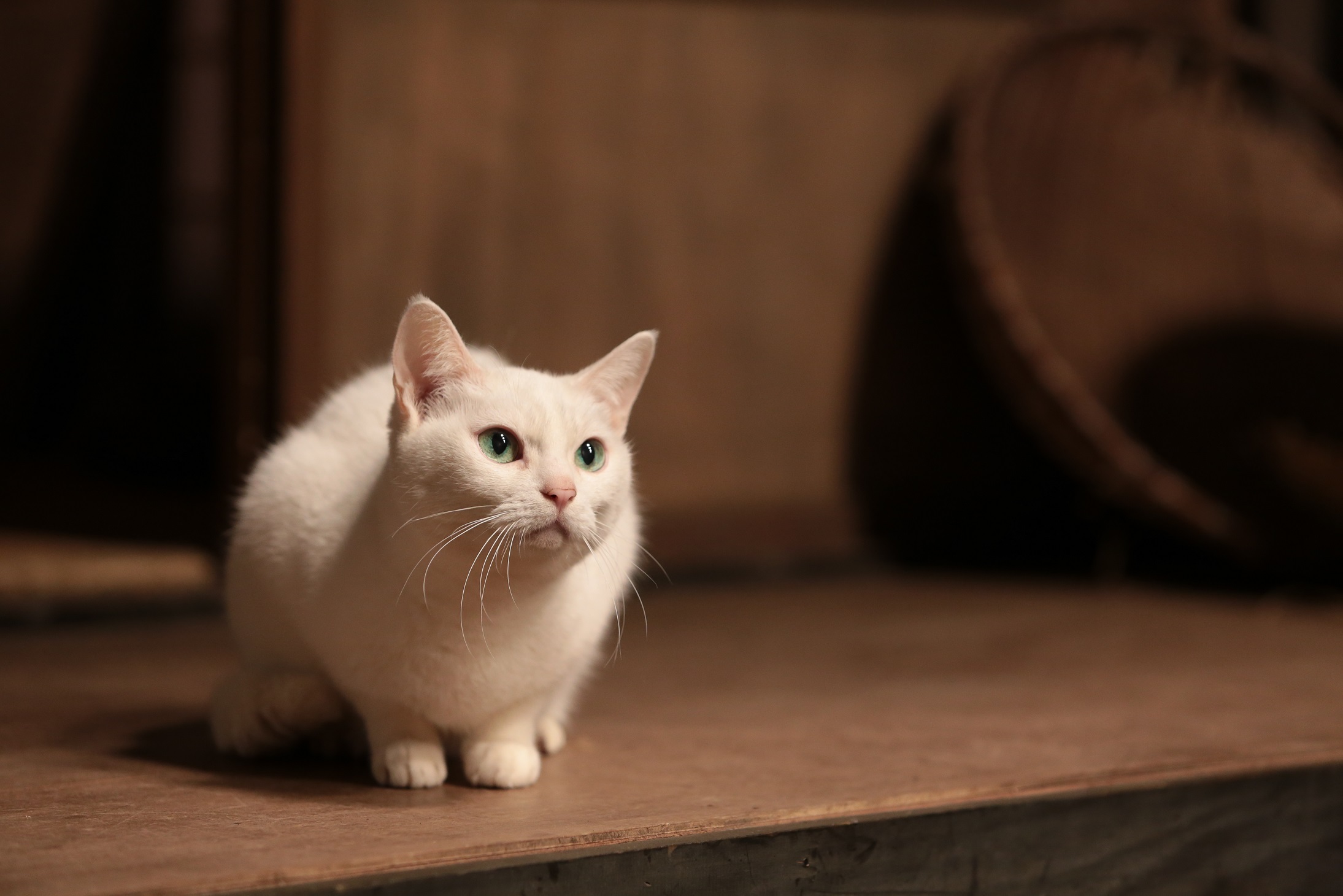 猫侍 未公開画像到着 カゴ 猫かまくら あなご の必殺ポーズに癒される 動画 写真満載 Mimot ミモット 猫侍 未公開画像到着 カゴ 猫かまくら あなご の必殺ポーズに癒される 動画 写真満載 Mimot ミモット