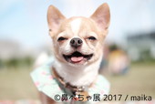 鼻ぺちゃ展 2017