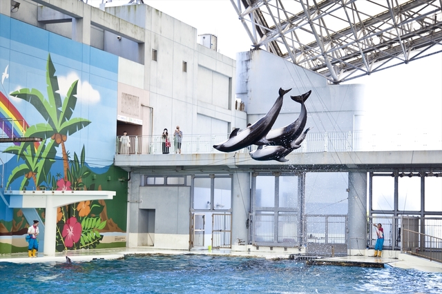 「海のどうぶつたちのショー」