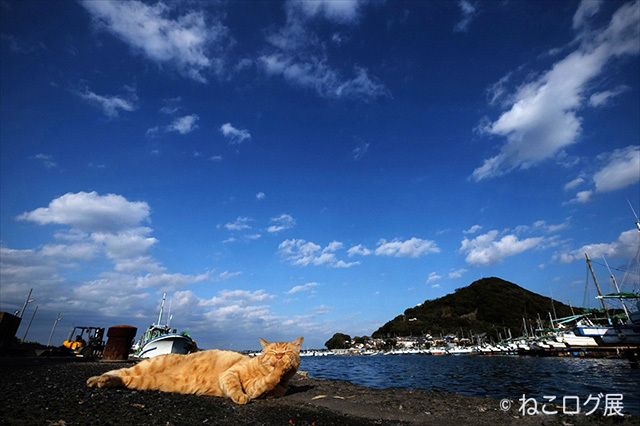 画像提供：ねこログ展