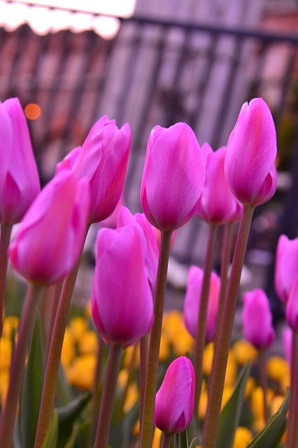 「ザンビーニ・ブラザーズ・リストランテ」付近のチューリップ（ピンク、夕暮れに撮影）©Disney