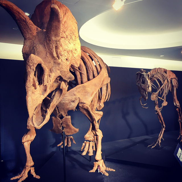 福井県立恐竜博物館