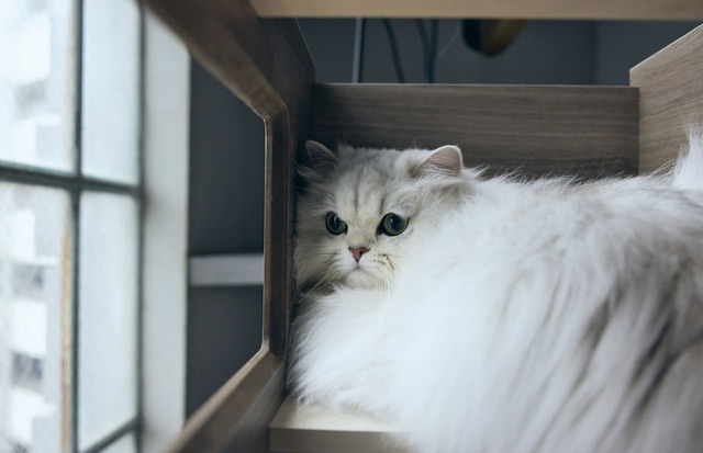 【フランスペット】「キャットタワー パーテーション」