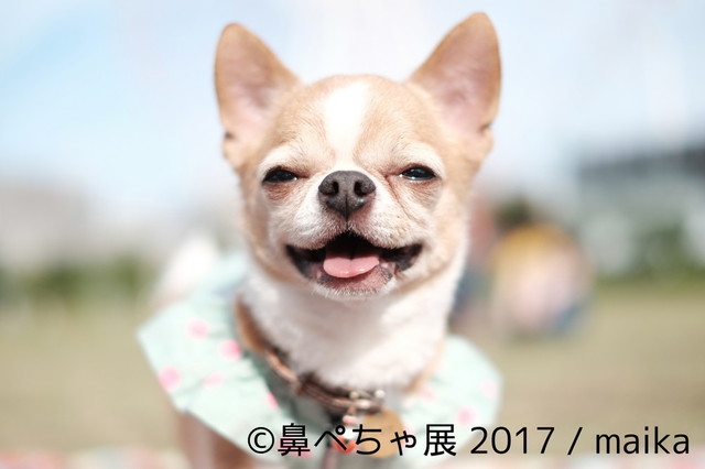 鼻ぺちゃ展 2017