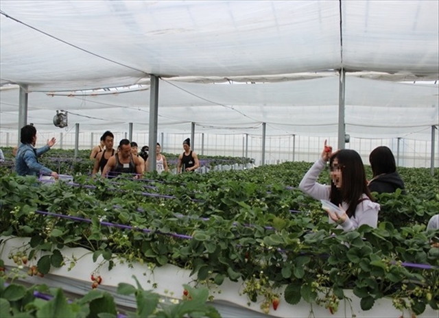 ビニールハウスまで移動し、イチゴ狩り、ではなくマッチョ狩り開始。マッチョたちがやってきた！