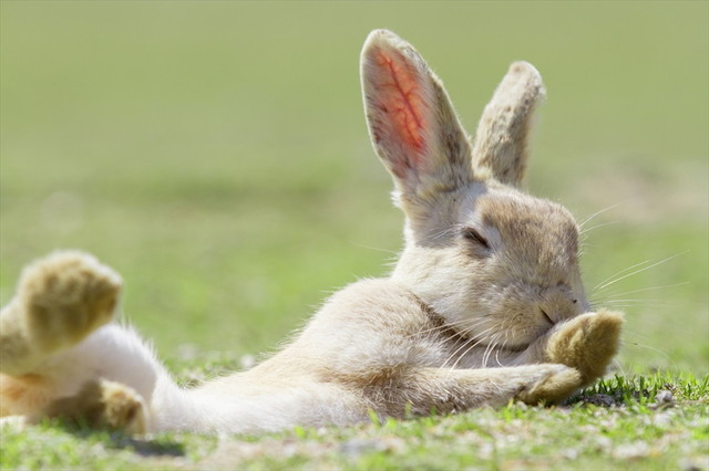 うさぎしんぼる展