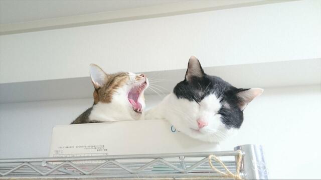 【ワールドライド百貨店 オリジナルペットクッション】1匹だけでなく2匹のショットでもいいかも