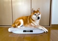 【MITAS ペット用デジタル体重計】広い座面で安心したのか体重計の上でくつろぐ愛犬