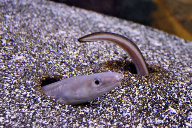 ぬるぬる＆にょろにょろな不思議ないきものたち