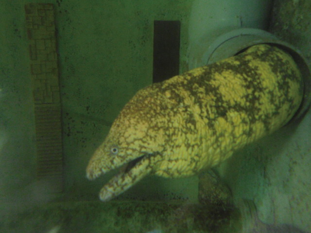 水族館ニューヒーロー／ウツボ（ウナギ目ウツボ科）