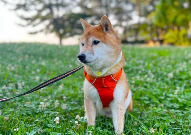 【SUO RING for dogs star 28°ICE】散歩中のクールダウンアイテムにもおすすめ