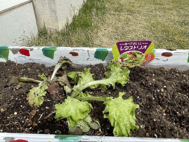 【プランター家庭菜園】植付け直後は元気がなくて心配でした…
