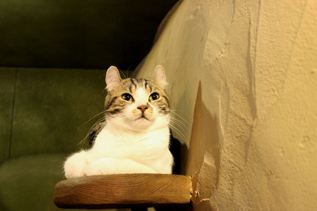 可愛くてキュンキュンする「吉祥寺ねこ祭り」の猫たち