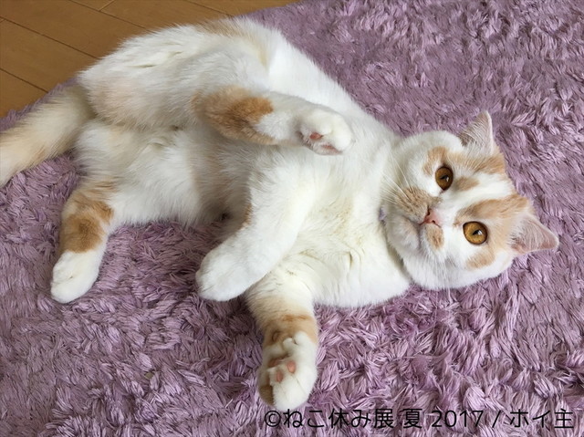 ねこ休み展 夏 2017