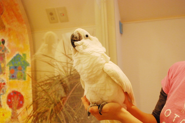 ことりカフェ/表参道店・ことりたち